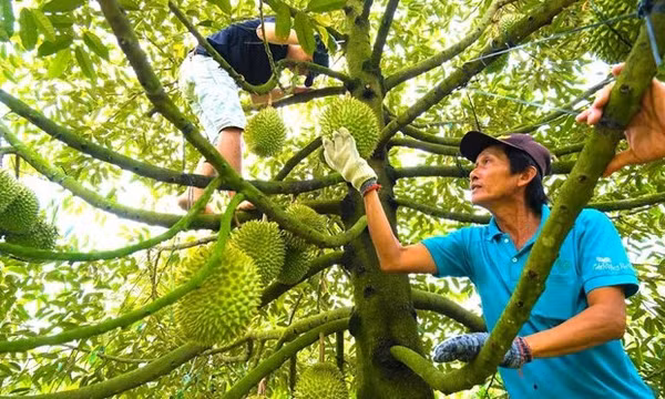 Bộ Nông nghiệp và Môi trường chính thức siết kiểm soát sầu riêng xuất khẩu