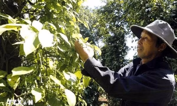 Cơ hội tăng trưởng cho ngành hàng gia vị