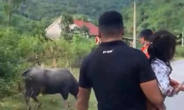 Bé gái 4 tuổi ở Nghệ An bất ngờ bị trâu húc tử vong thương tâm