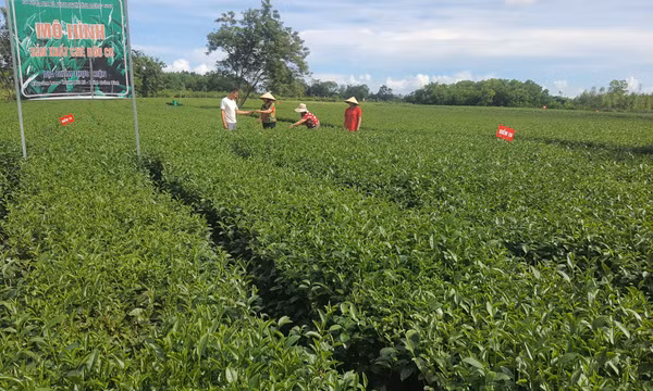 Phát triển vùng trồng nông, lâm sản bền vững