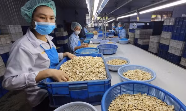 Loạt lý do khiến ngành điều Việt Nam lo khó tồn tại