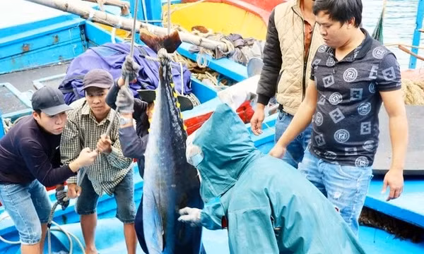 Nhiều doanh nghiệp thủy sản vật lộn trước sức ép từ thị trường Mỹ