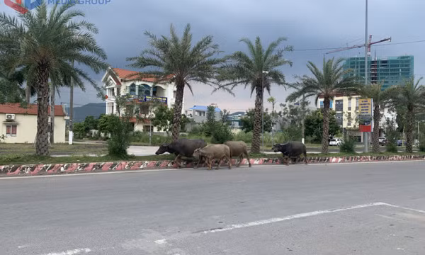 Nguy cơ tai nạn từ việc thả rông vật nuôi trên tuyến giao thông