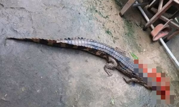 Lực lượng chức năng vào cuộc vụ cá sấu sổng chuồng, cắn thầy giáo ở Tây Ninh