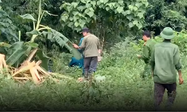 Người đàn ông đi hái măng rừng nằm chết, bên cạnh có dấu chân nghi của voi rừng