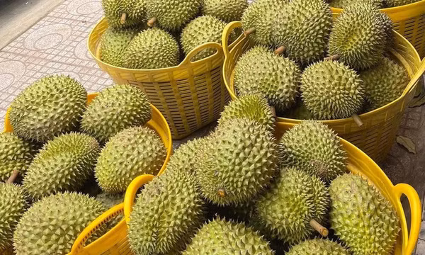 Nâng cao chất lượng kiểm nghiệm để phục vụ xuất khẩu sầu riêng