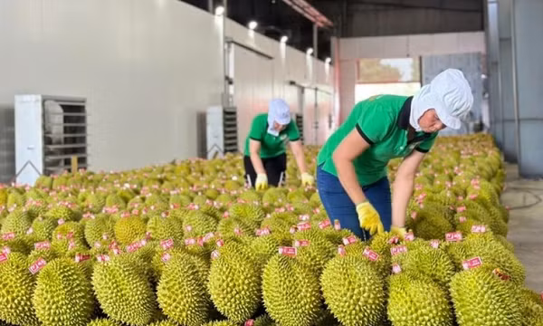 Trung Quốc thay đổi quy định mới, xuất khẩu nông sản, thực phẩm cần lưu ý gì?
