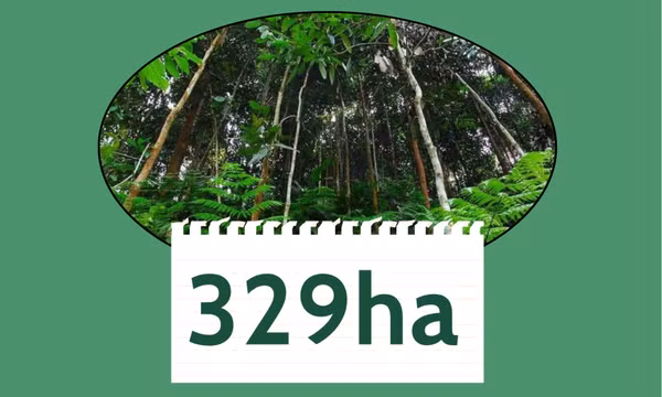 329ha - là diện tích trồng quế hữu cơ trên toàn tỉnh hiện nay