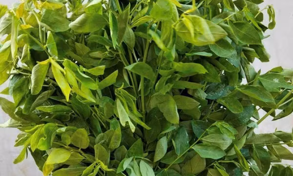 Rau ngót tươi lâu bất ngờ nhờ bí quyết bảo quản tại nhà