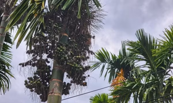 Trung Quốc 'quay xe', chỉ mua cau dài, giá cau Quảng Ngãi rớt hơn 6 lần