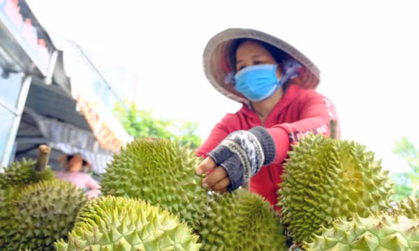 Xuất khẩu sầu riêng Việt Nam vào Trung Quốc lần đầu vượt Thái Lan
