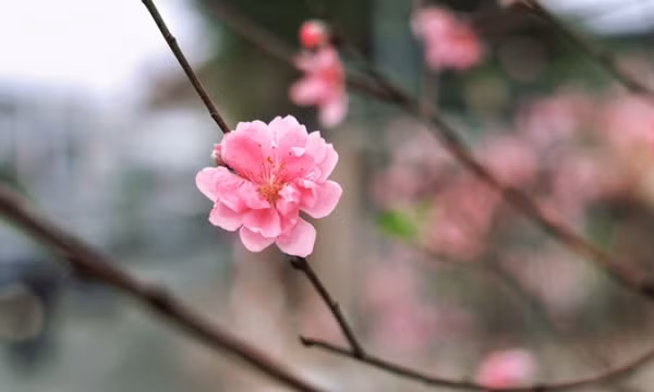 5 loại hoa hút tài lộc nên cắm trong nhà dịp năm mới