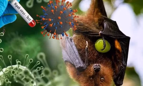 Cảnh giác với vi vút nguy hiểm Nipah