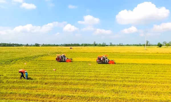 Năm 2026 cả nước dự kiến xuất khẩu khoảng 7,73 triệu tấn gạo hàng hóa