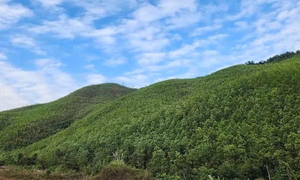 Sở Nông nghiệp và Môi trường thông tin về nguồn gốc gỗ thông vận chuyển qua địa bàn phường Việt Hưng