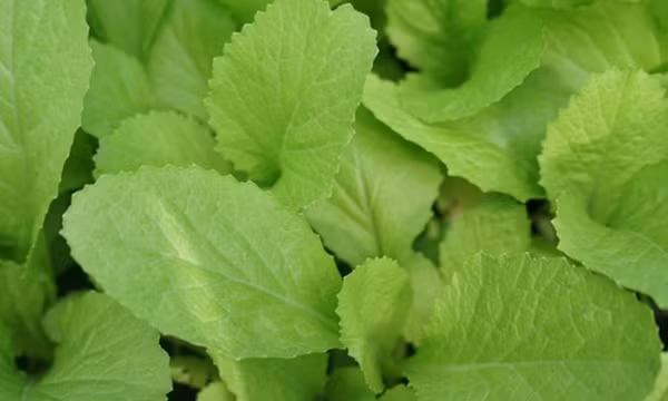 Tăng hấp thụ sắt của cơ thể bằng những cách tự nhiên