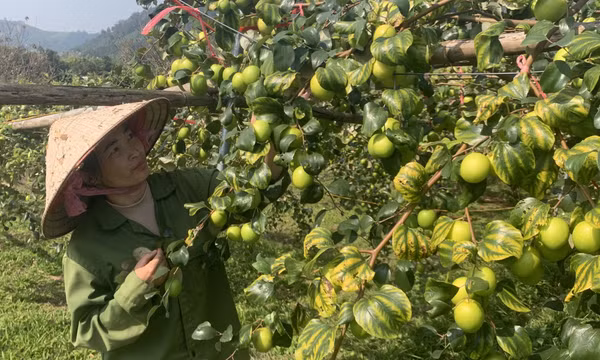 Sức sống mới ở Lục Hồn 