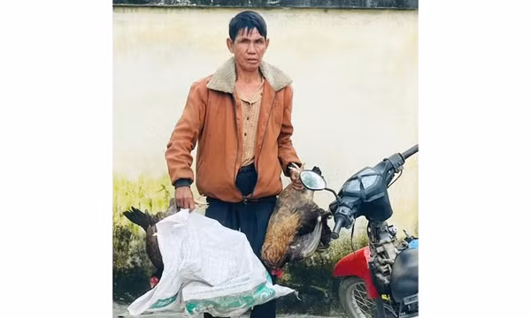 Trộm gà khi đang chờ xét xử án trộm cắp