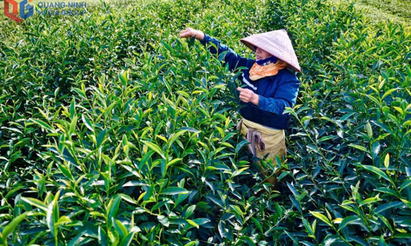 Sắc xanh đồi chè Đường Hoa