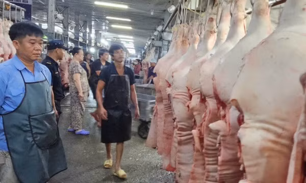 Tăng liên tục, giá heo hơi ở đỉnh 77.000 đồng/kg, giá dịp Tết sẽ thế nào?