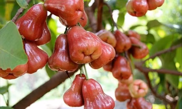 Quả roi nhiều lợi ích, phòng cả ung thư nhưng khi ăn cần lưu ý những điều sau