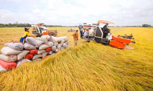 Nhiều loại gạo Việt Nam có giá bán cao hơn Thái Lan, Ấn Độ