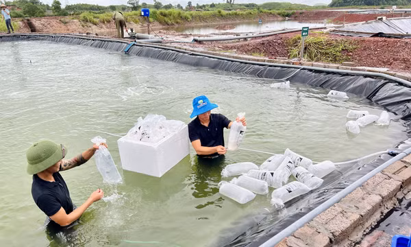 Thả giống tôm thẻ chân trắng theo mô hình liên kết chuỗi