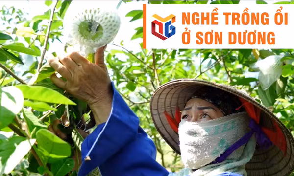 Nghề trồng ổi ở Sơn Dương