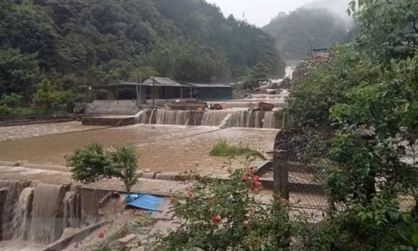 Lai Châu: Lũ quét trong đêm cuốn trôi 5 tấn cá tầm sắp thu hoạch
