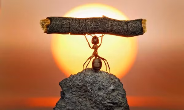 Sán dây giúp tuổi thọ kiến tăng gấp 3 và sự thật đáng sợ phía sau
