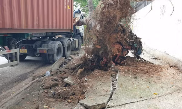 Cây cổ thụ bật gốc đè móp cabin xe container đang chạy trên đường