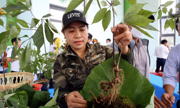 Việt Nam dự kiến trồng 21.000 ha sâm đến năm 2030