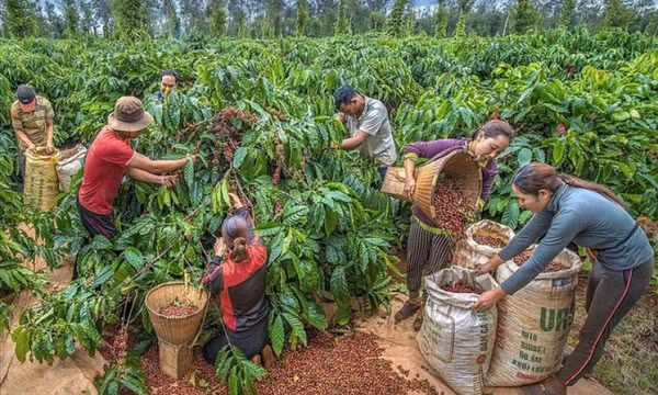 EU cấm nhập cà phê, ca cao trồng tại rừng suy thoái, nông sản Việt ảnh hưởng ra sao?