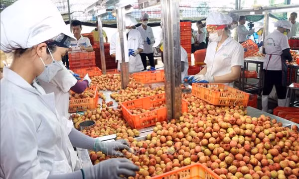Xúc tiến thương mại - cầu nối giúp nông sản Việt vươn xa