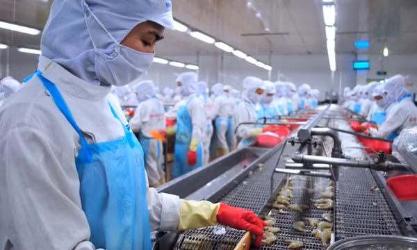 Chính sách đặc thù đưa ngành tôm phát triển bền vững