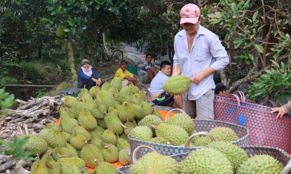Xuất khẩu sầu riêng tăng 18 lần