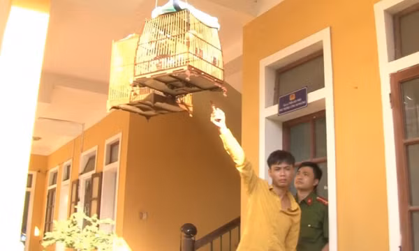 Có 7 tiền án, tiền sự vẫn đi trộm… chim cảnh