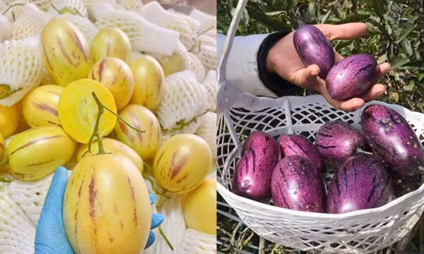 Những loại dưa hấu độc lạ, giá cao vẫn hút khách