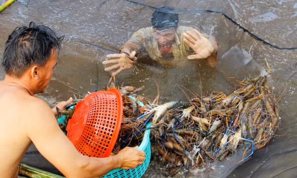 Ngành thủy sản 'đang khó khăn hơn cả thời đỉnh dịch'