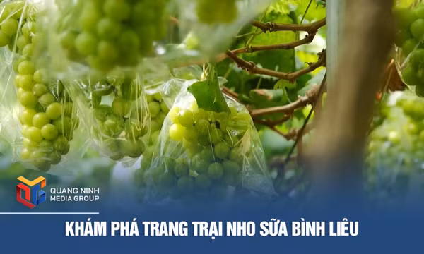 Khám phá trang trại nho sữa Bình Liêu