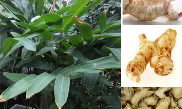 Phân lập thành công hợp chất hỗ trợ điều trị ung thư từ cây riềng