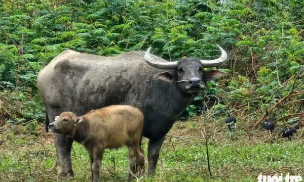 Hai người bị trâu mẹ húc nhập viện do chọc ghẹo mẹ con trâu