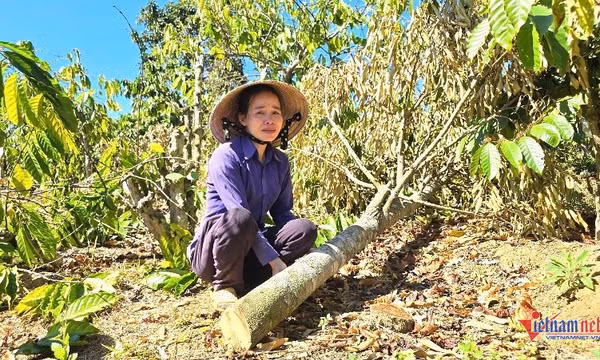 Người phụ nữ đơn thân khóc nghẹn bên vườn cây ăn quả liên tiếp bị chặt phá