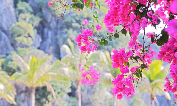Những tuyến đường Hạ Long rực rỡ sắc hoa