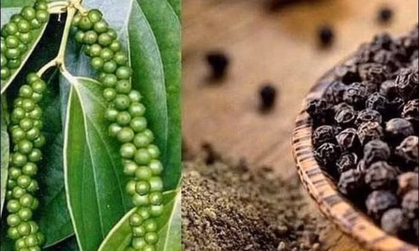 Phát triển bền vững ngành hồ tiêu