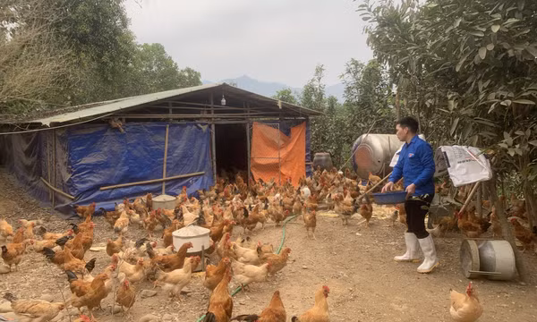 Đảng viên trẻ phát triển kinh tế giỏi