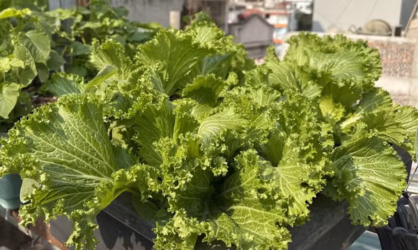 Điều cấm kỵ khi chế biến một số loại rau phổ biến