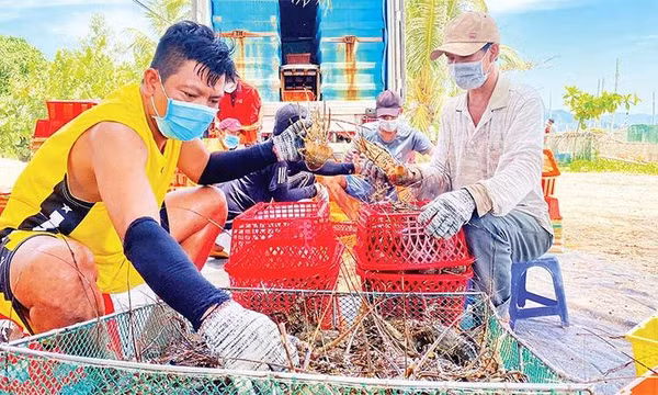 Phát triển nghề nuôi tôm hùm theo hướng bền vững