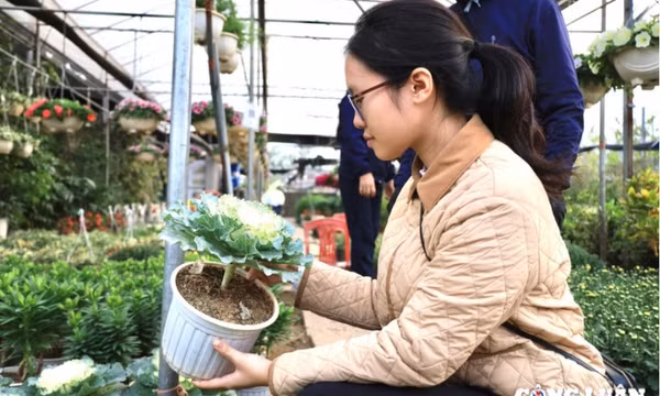 Thú chơi hoa độc lạ, loại hoa vừa để cắm vừa có thể ăn