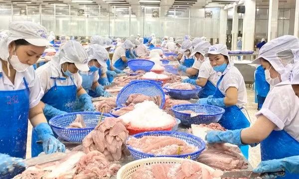 Khối thị trường CPTPP vươn lên vị trí thứ hai về nhập khẩu cá tra Việt Nam
